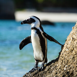 World Wildlife Day Quiz African penguin