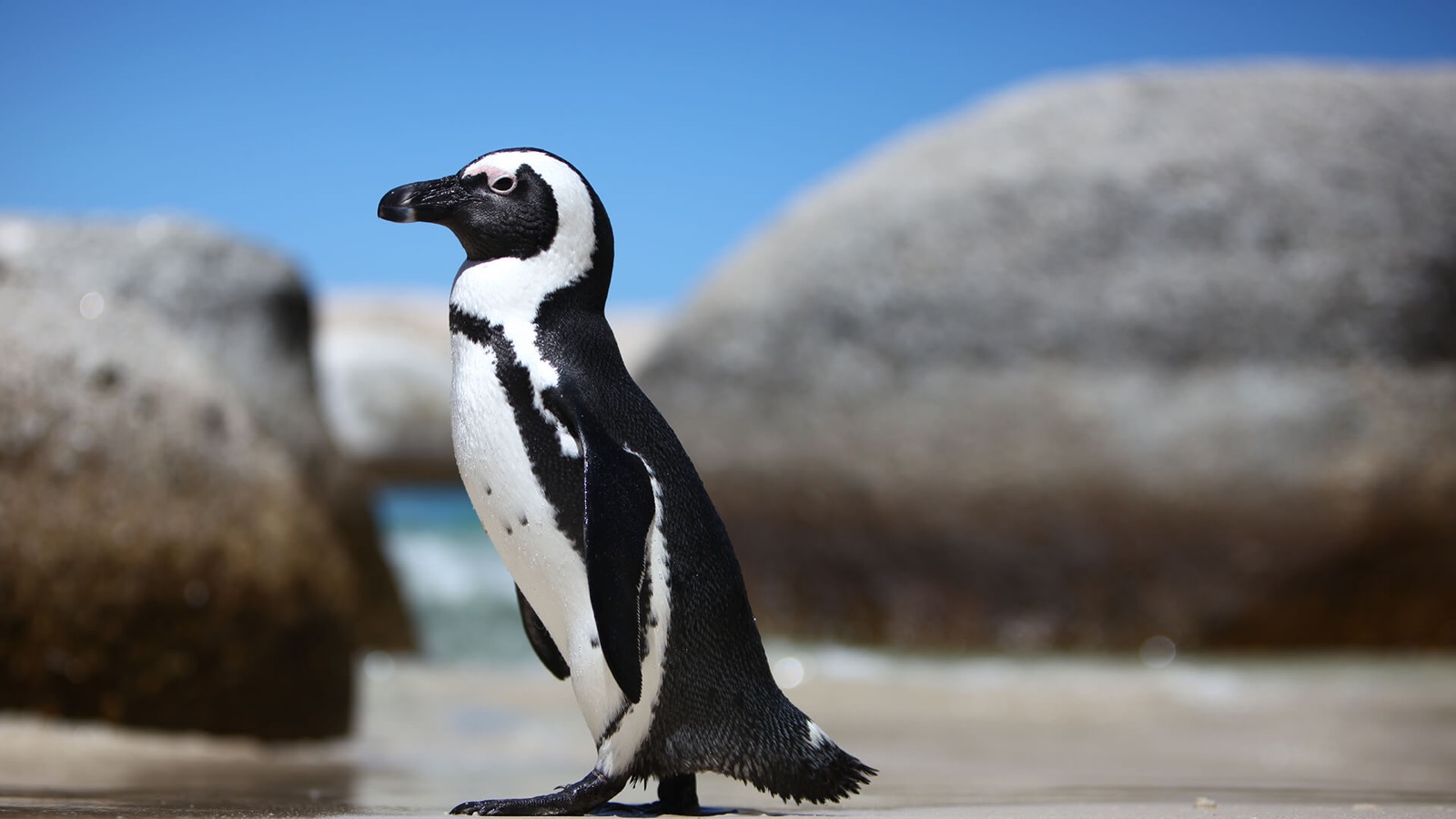 Penguin Trivia Quiz African penguin