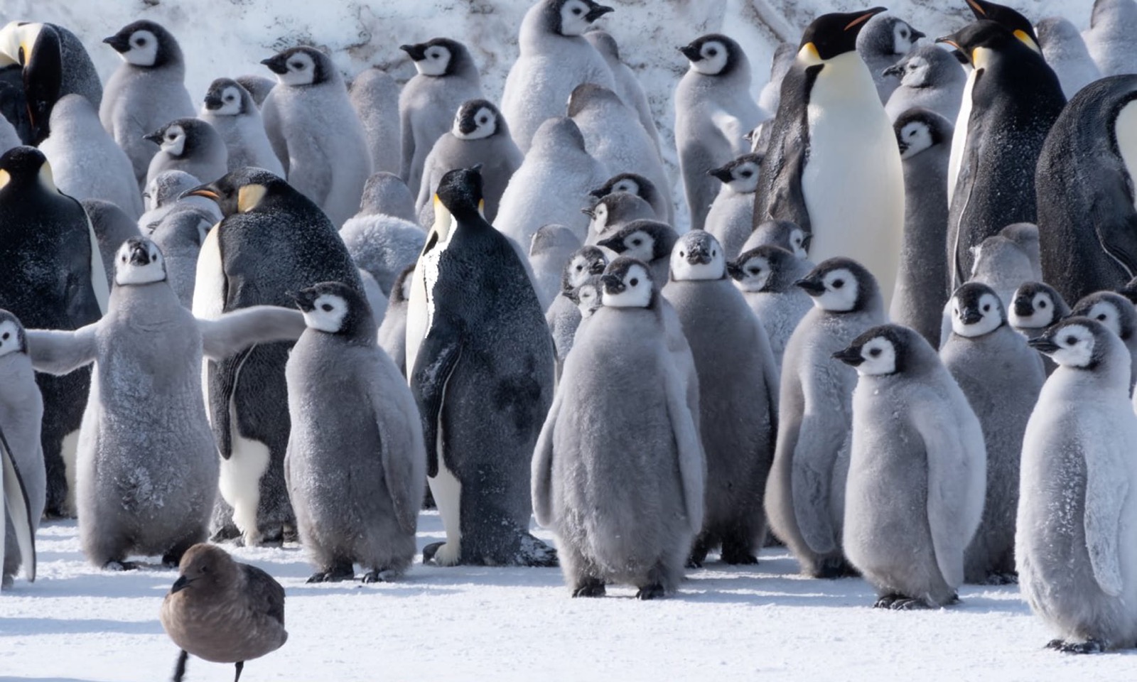 Penguin Trivia Quiz Emperor penguin chicks