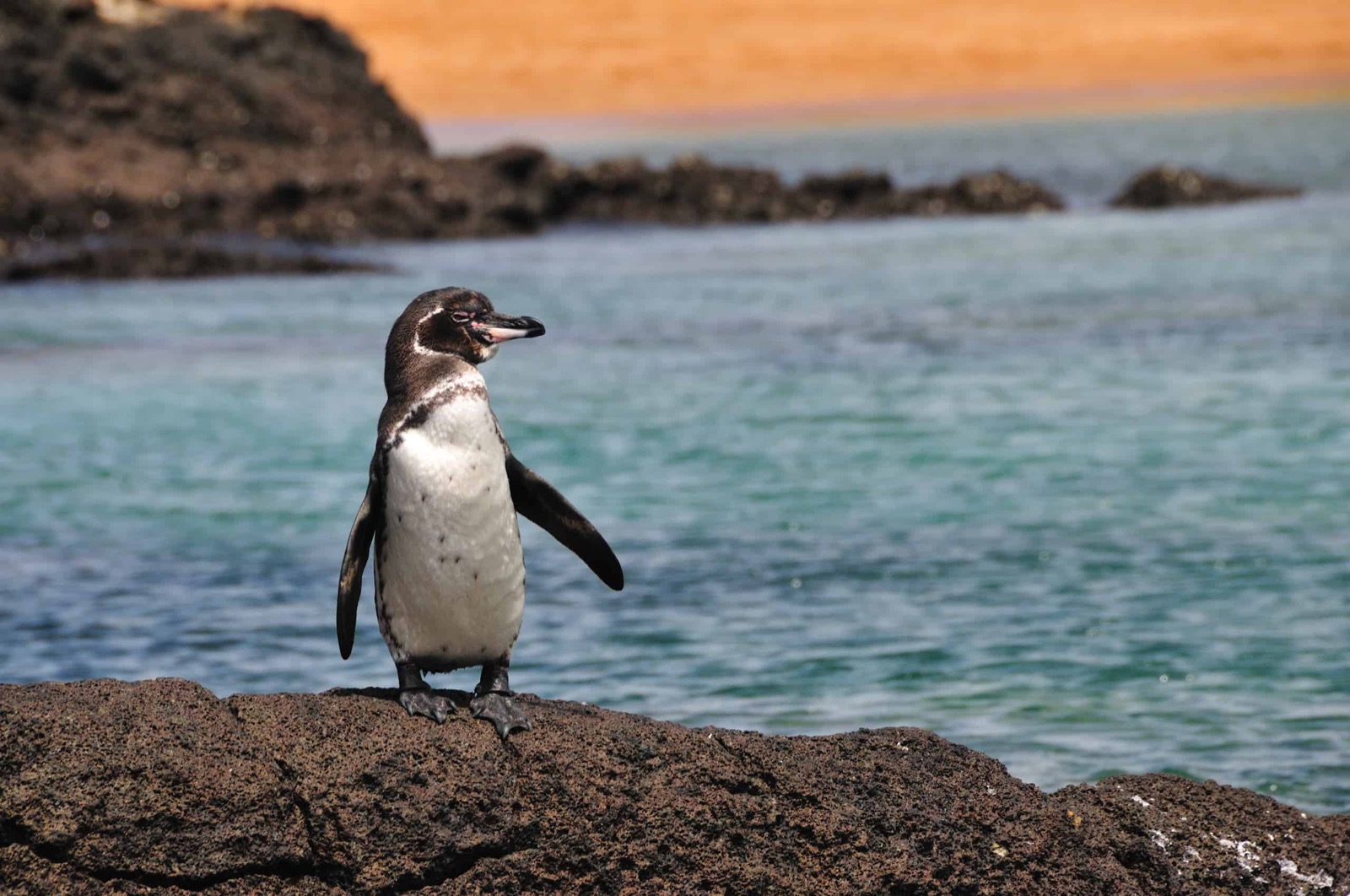 Penguin Trivia Quiz Galapagos penguin