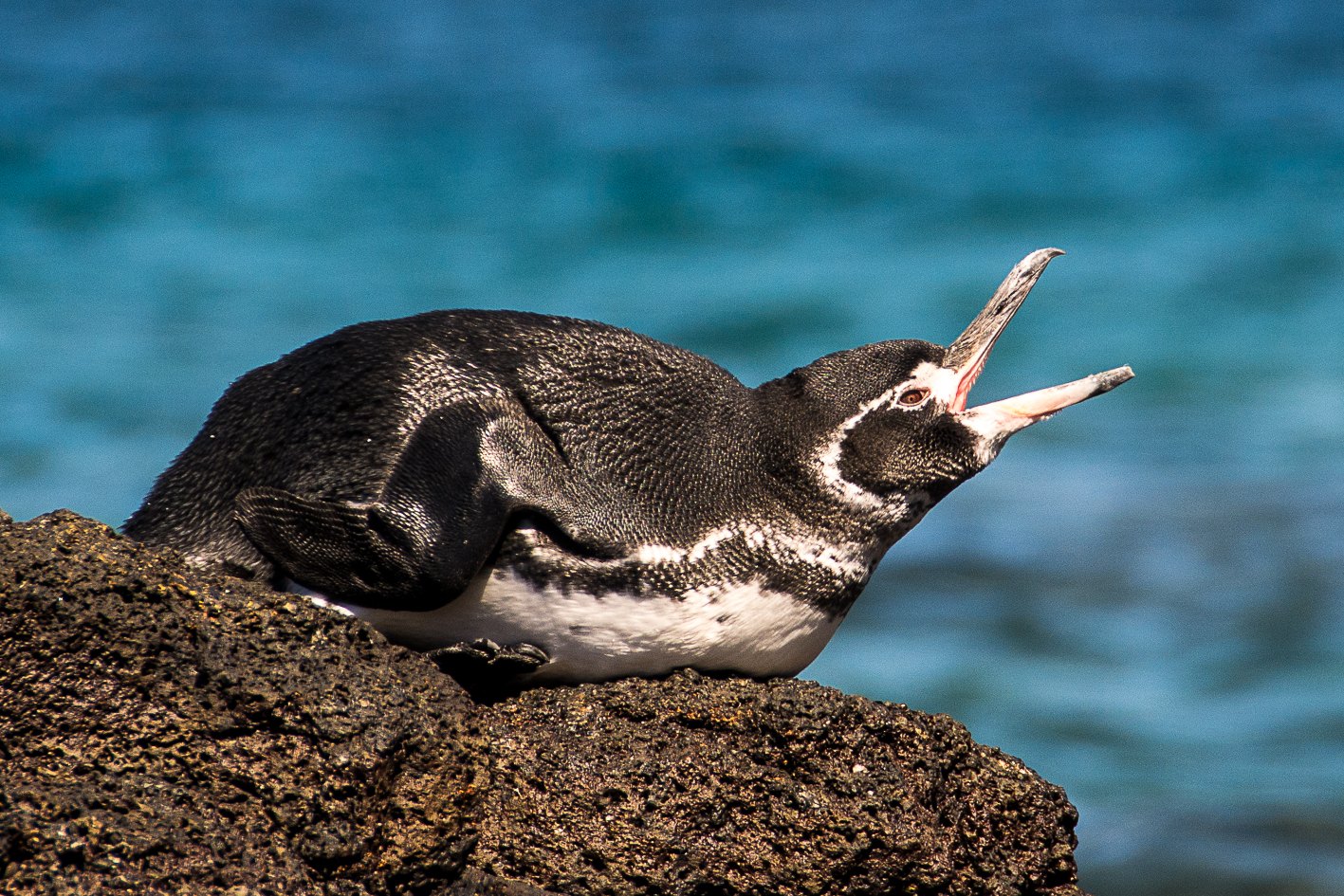 Penguin Trivia Quiz Galapagos penguin