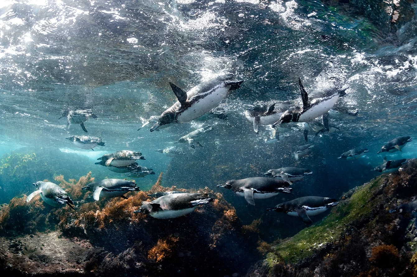 Galapagos penguins swimming