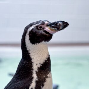 Penguin Trivia Quiz Humboldt penguin