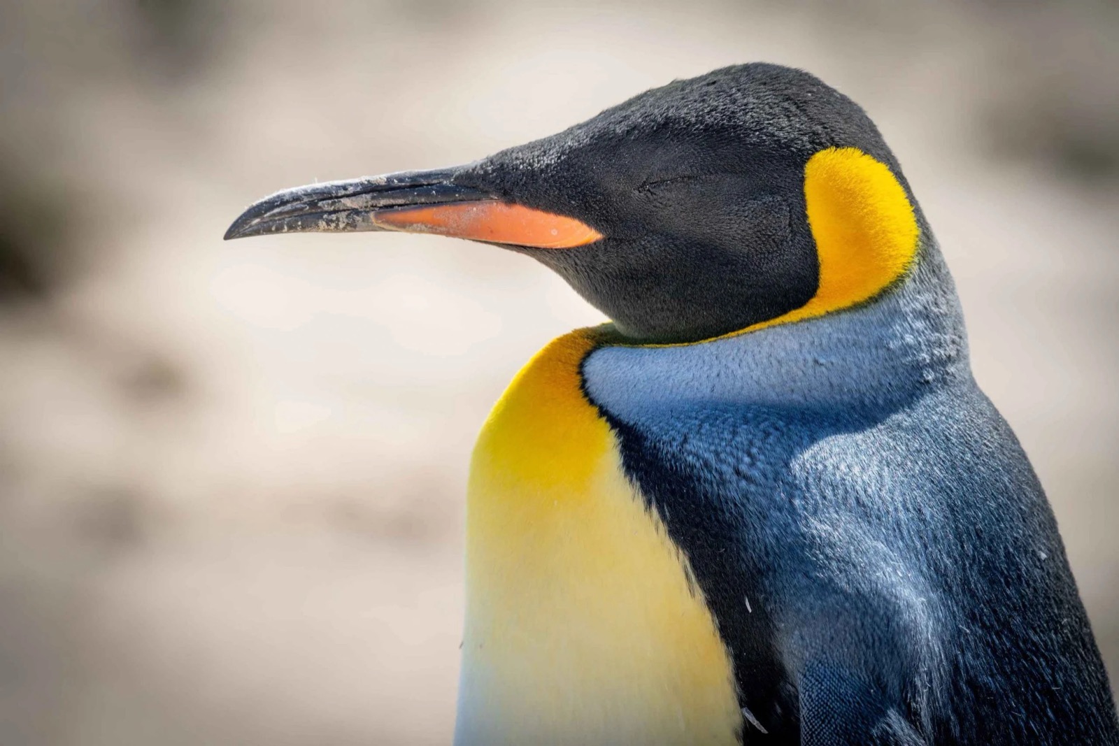 Penguin Trivia Quiz King penguin