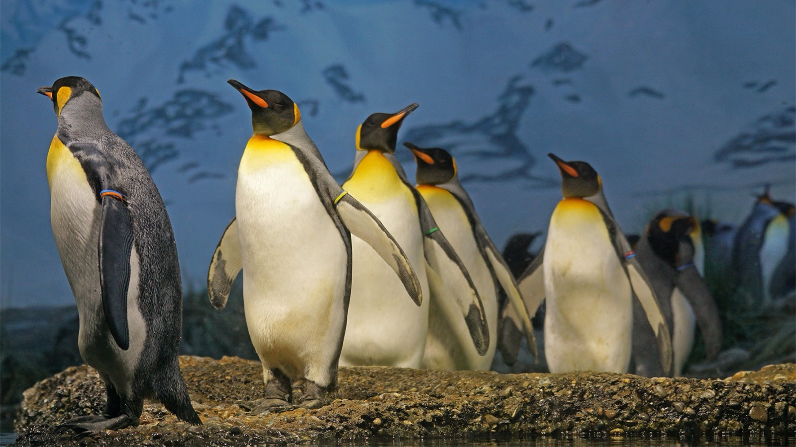 Penguin Trivia Quiz King penguins