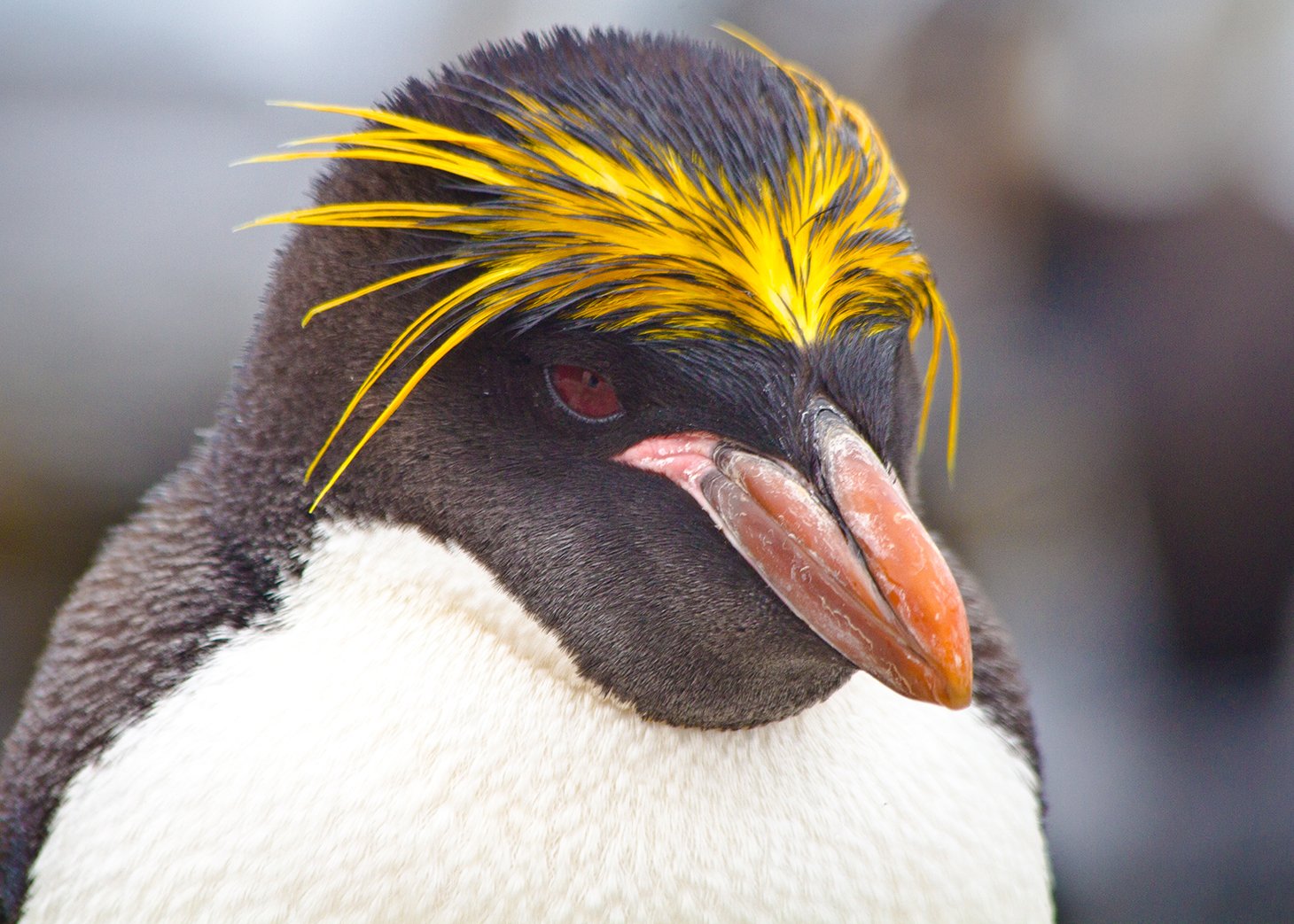 Penguin Trivia Quiz Macaroni penguin