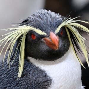 Penguin Trivia Quiz Rockhopper penguin