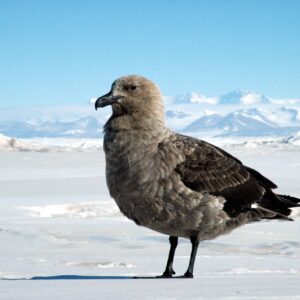 Penguin Trivia Quiz Skuas