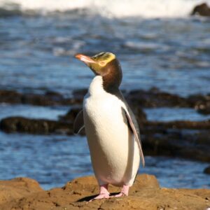 Penguin Trivia Quiz Yellow-eyed penguin