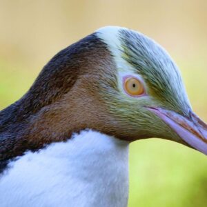 Penguin Trivia Quiz Yellow-eyed penguin