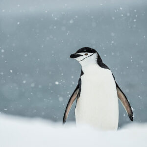 Plan Cozy Snow Day To Know Which Winter Comfort Food Yo… Quiz A cute penguin