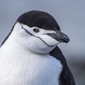World Animal Day Quiz Chinstrap penguin
