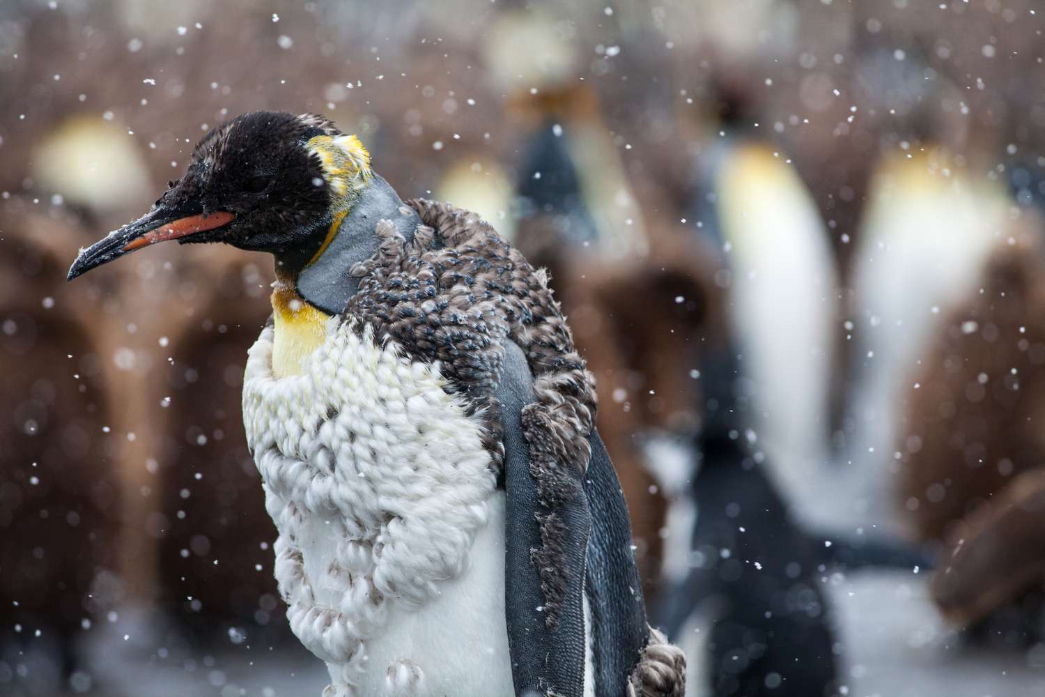 Moulting or molting King Penguin