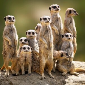 Guess The Disney Movie Titles Quiz Meerkat