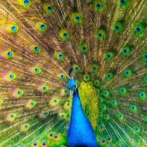 Which Spring Holiday Are You? Quiz Peacock