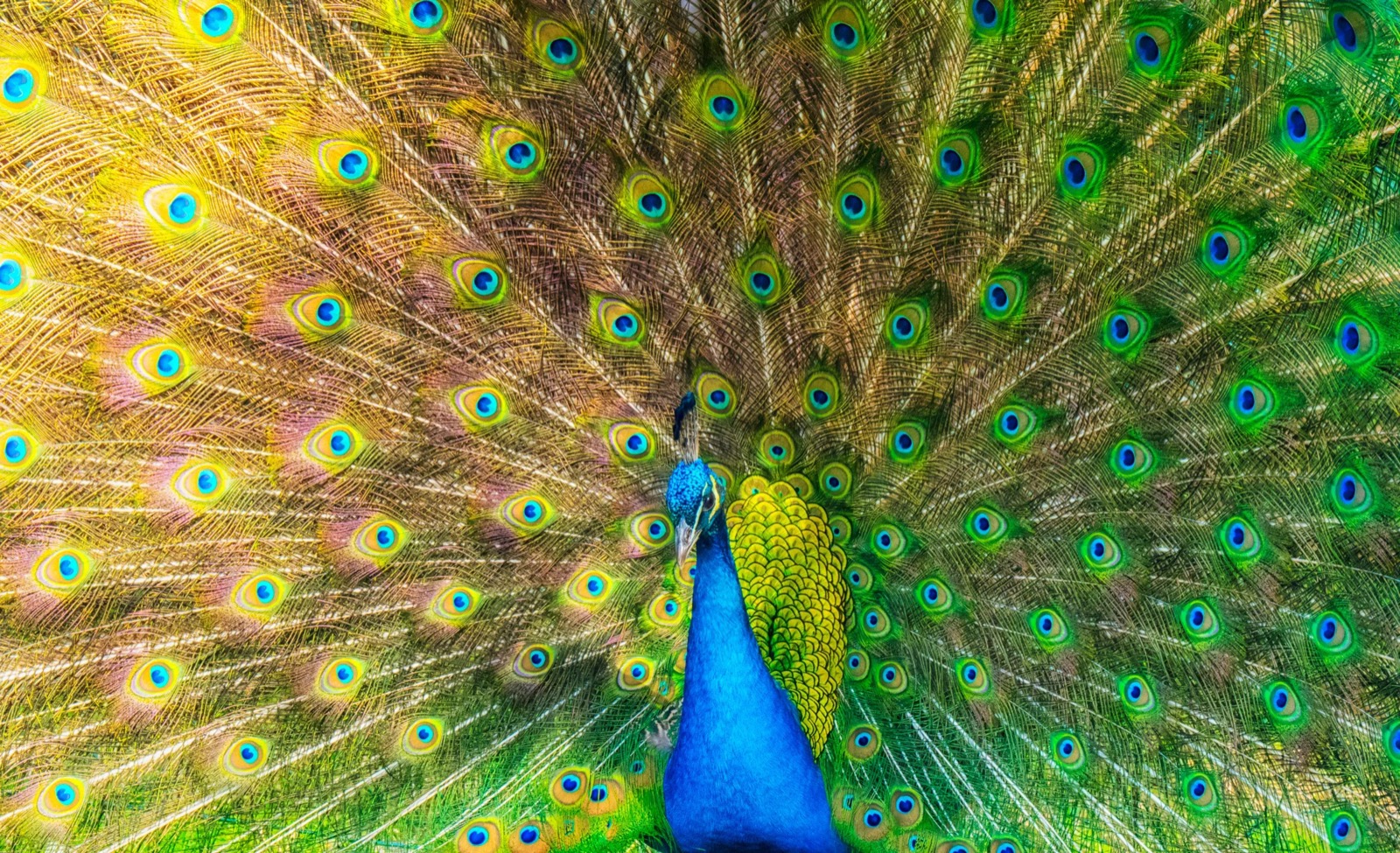 Peacock