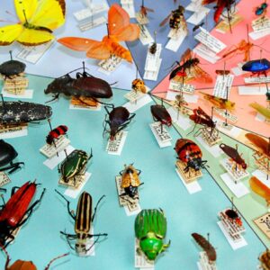 World Wildlife Day Quiz Insects