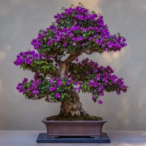 Fun Activities Quiz Bonsai