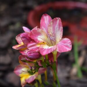 F Trivia Quiz Freesia