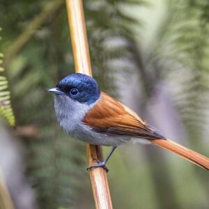 F Trivia Quiz Flycatcher
