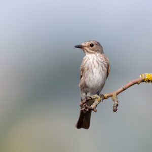 Are You A Rebel, A Scholar, An Artist, Or A Leader? Quiz Birdwatching