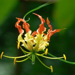 F Trivia Quiz Flame Lily