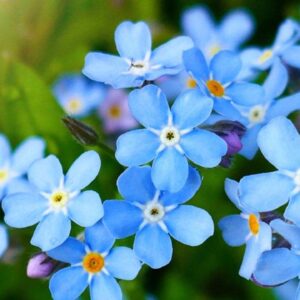 F Trivia Quiz Forget-Me-Not
