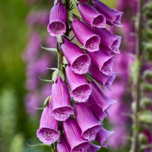 F Trivia Quiz Foxglove