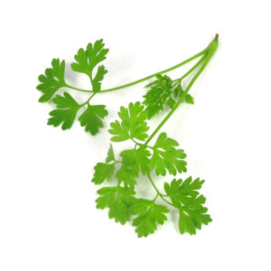 C Trivia Quiz Chervil
