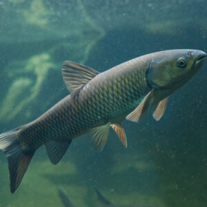 C Trivia Quiz Carp