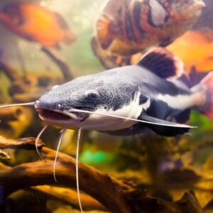 C Trivia Quiz Catfish