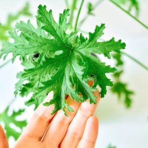 C Trivia Quiz Citronella