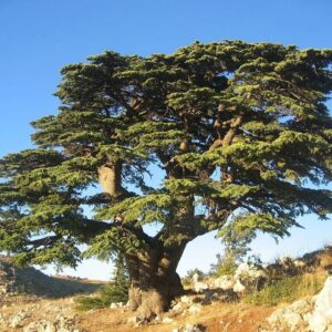 C Trivia Quiz Cedar