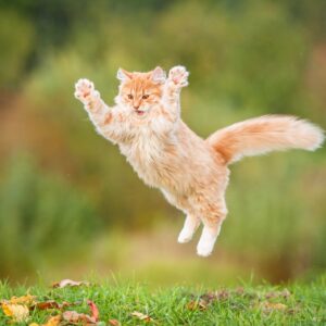 Are You A Black Cat Or A Golden Retriever? Quiz Exercise