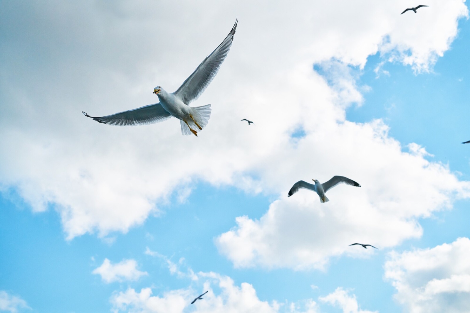 Gulls flying cloudy sky