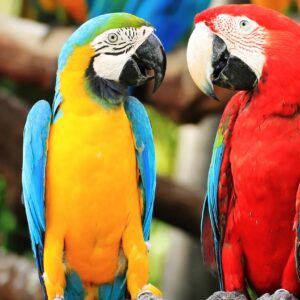 Which Disney Villain Are You? Quiz Parrot