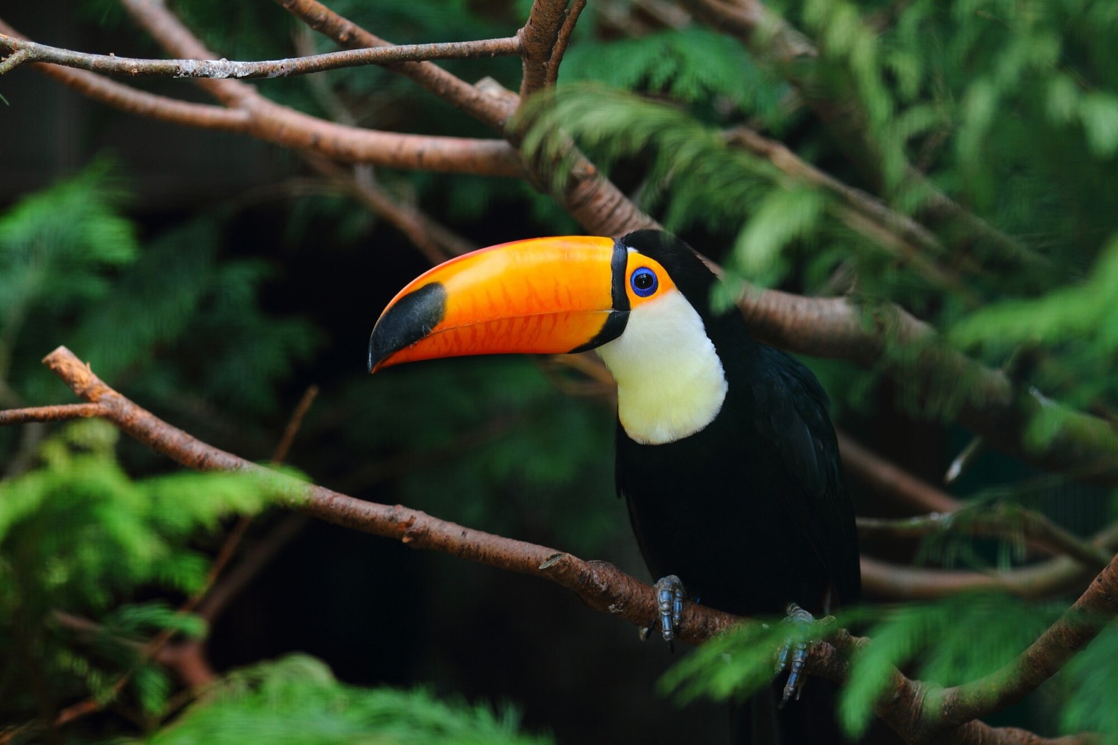 Bird Identification Quiz Toucan