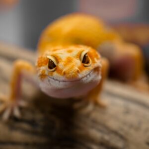 G Trivia Quiz Gecko