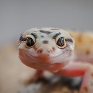 G Trivia Quiz Gecko