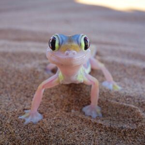 Animal Classification Quiz Reptile