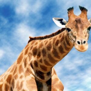 AI Trivia Quiz Giraffe