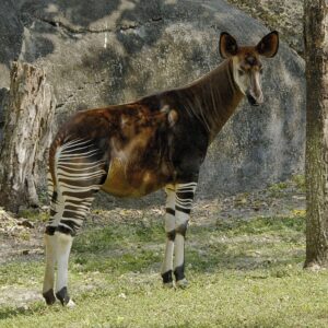 O Trivia Quiz Okapi