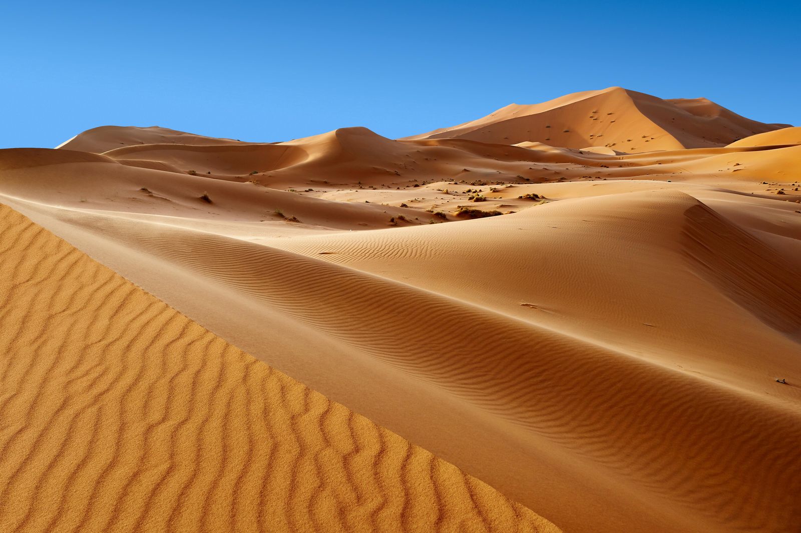Desert Trivia Quiz Desert