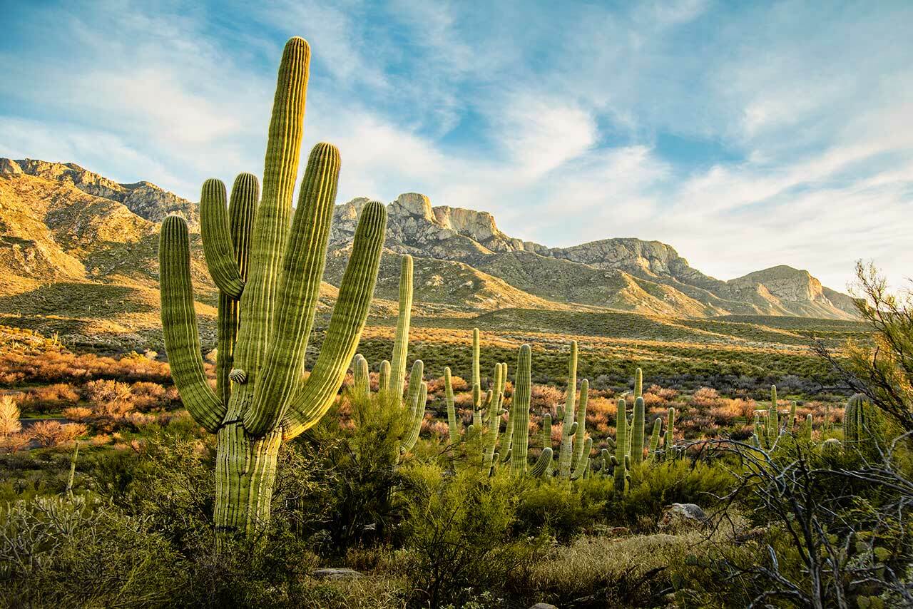 Desert Trivia Quiz Desert cactus
