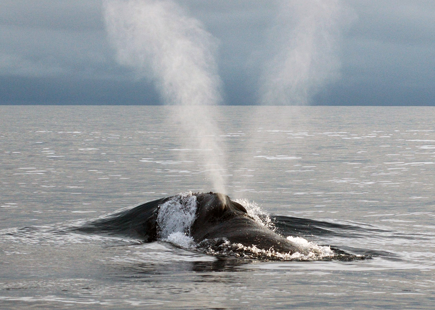 Right whale blow
