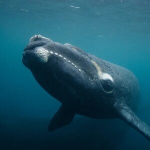 Whale Trivia Quiz Right whale
