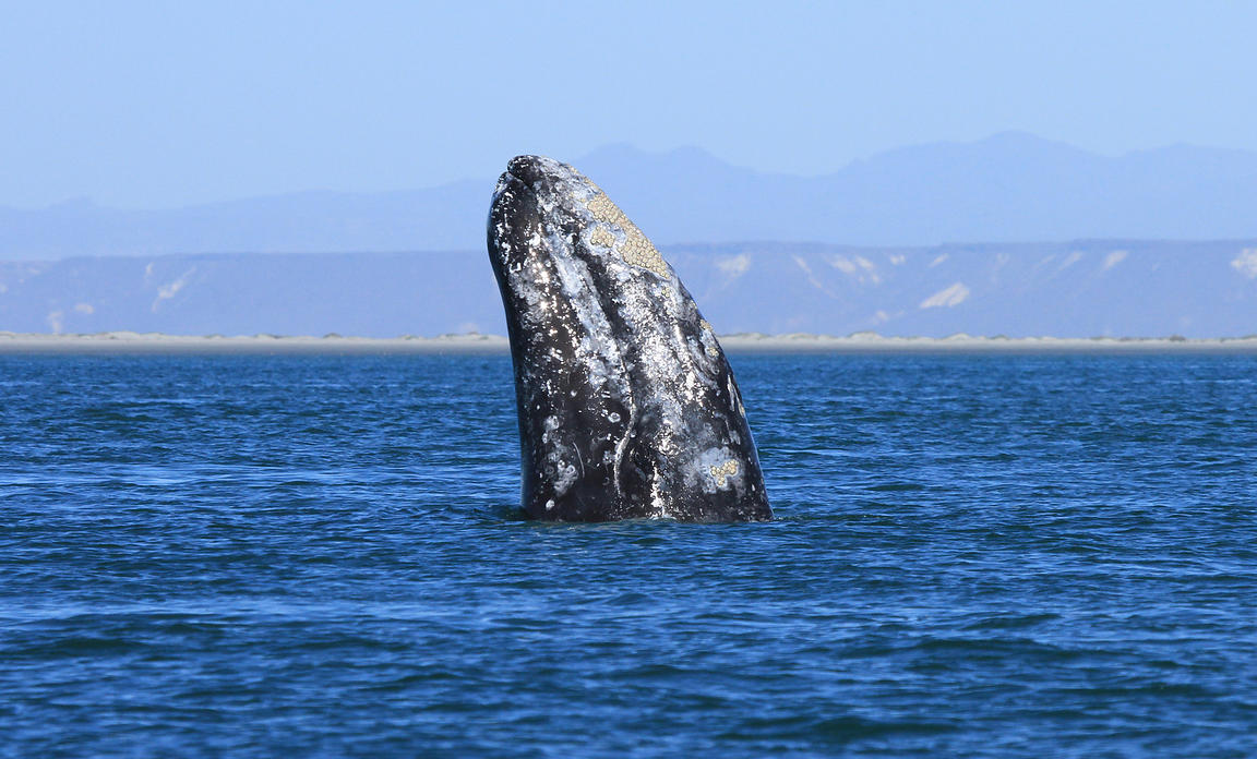 Whale Trivia Quiz Spyhopping Whale