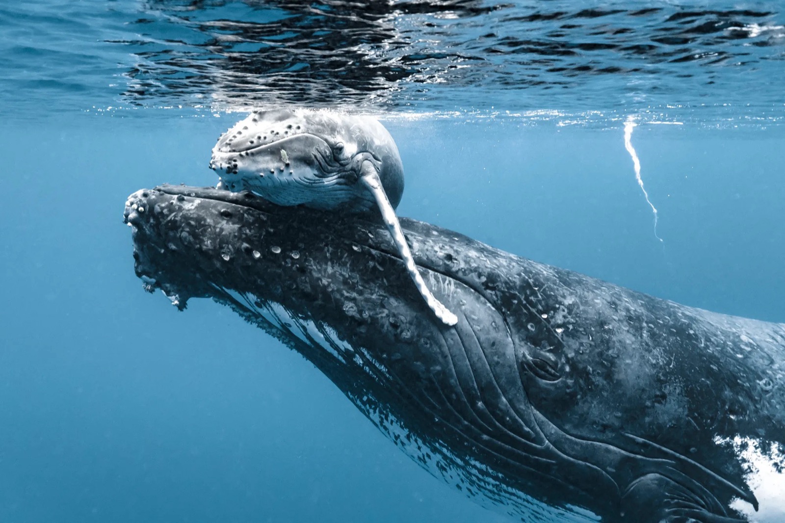 Whale Trivia Quiz Humpback whale and calf