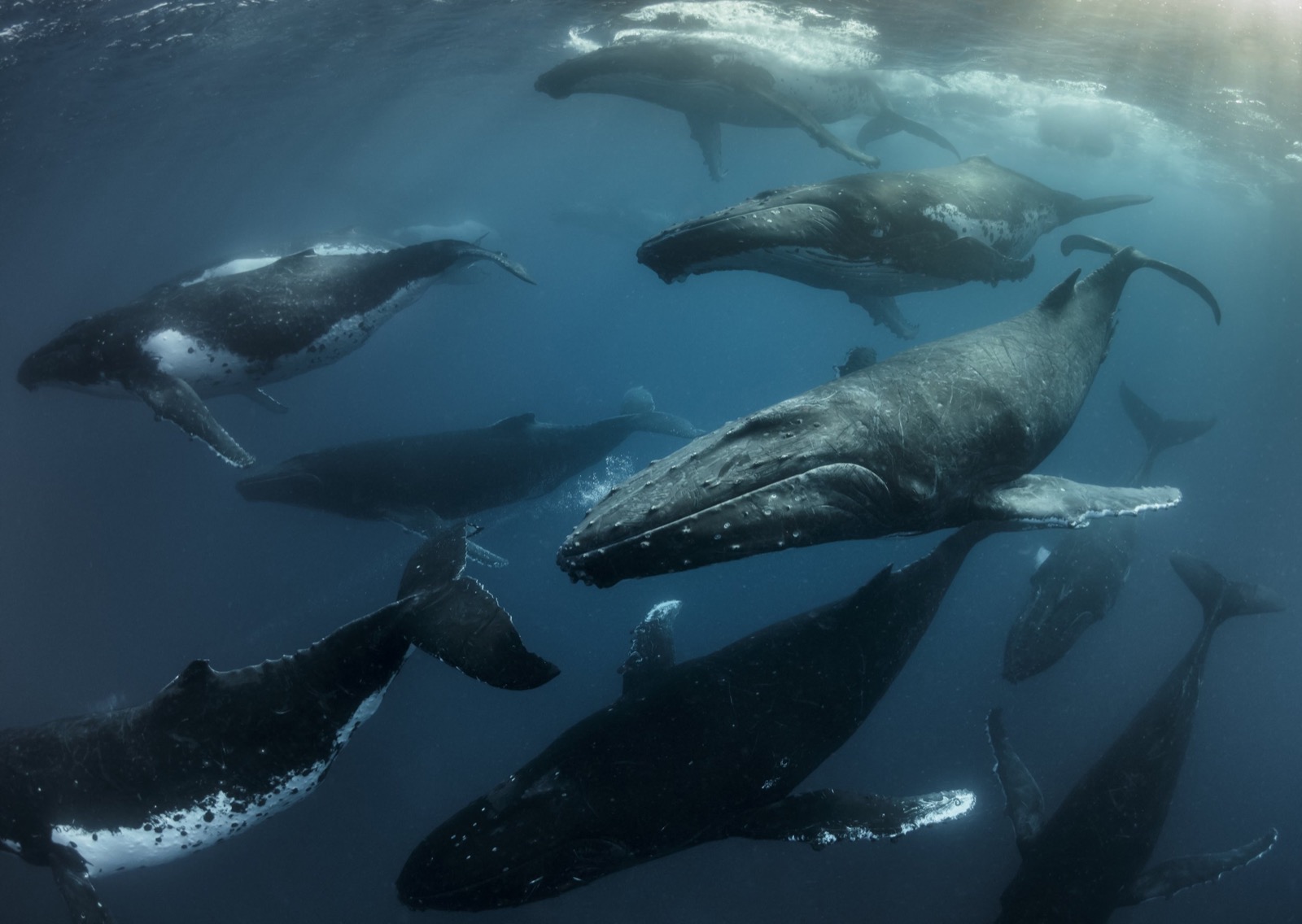 Whale Trivia Quiz Whale migration