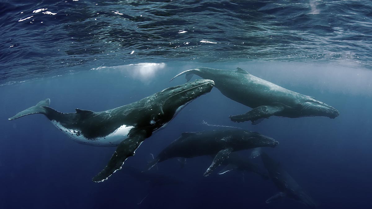 Whale Trivia Quiz Whale pod